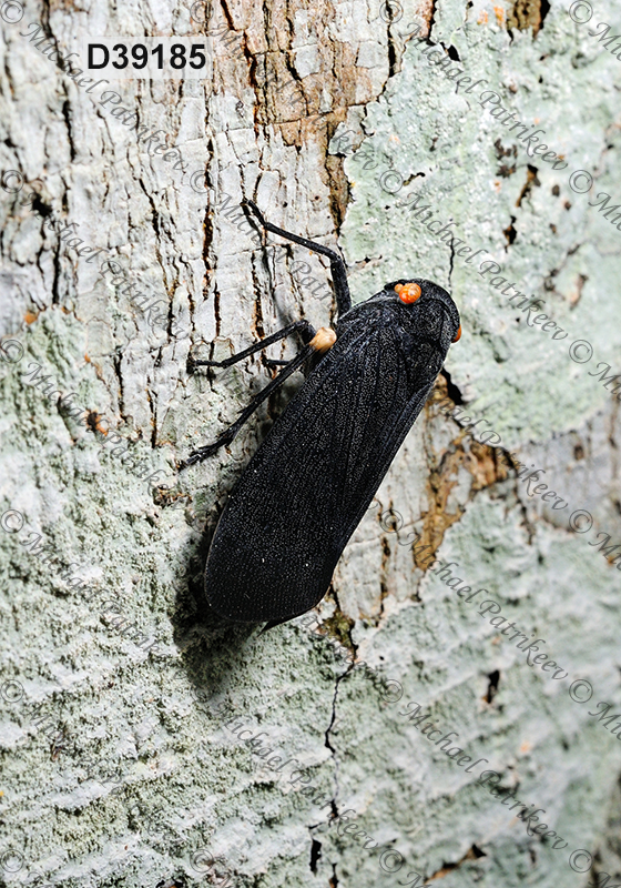 Acraephia perspicillata (Fulgoridae, Hemiptera)